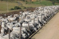 05/05/2016 - Governo anuncia R$ 202,8 bilhões para Plano Agrícola 2016/2017 